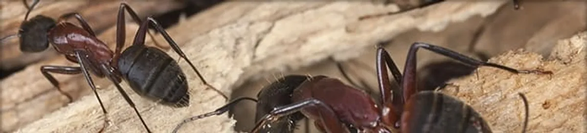Close-up of ants on wood showing an active ant infestation in Mesa, AZ