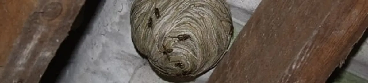Wasp nest in an attic space, a common home infestation risk in Mesa, AZ