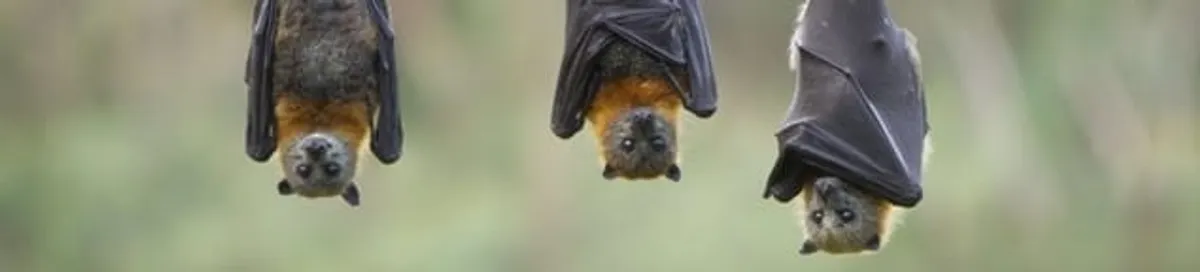 Bats roosting together, a common sign of a bat infestation in Mesa, AZ