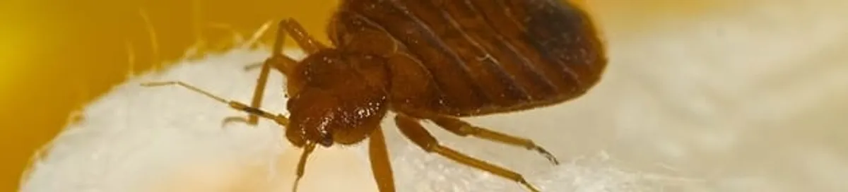 Close-up of a bed bug, a sign of an active infestation in Mesa, AZ