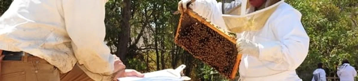 Bee removal specialists relocating a hive and honeycomb safely in Mesa, AZ