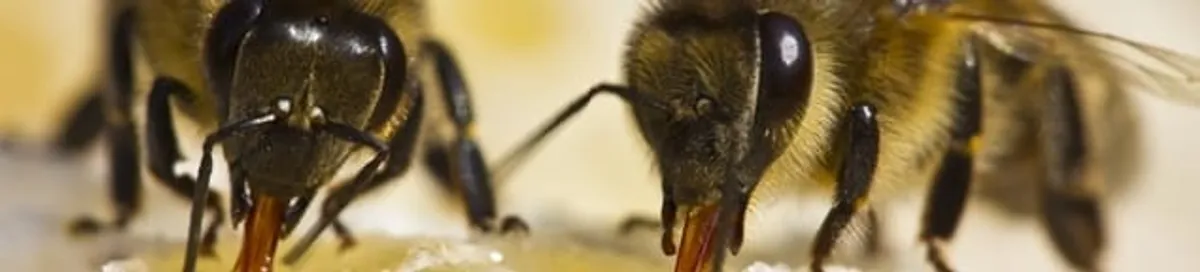 Close-up of honey bees, a sign of a nearby hive in Mesa, AZ