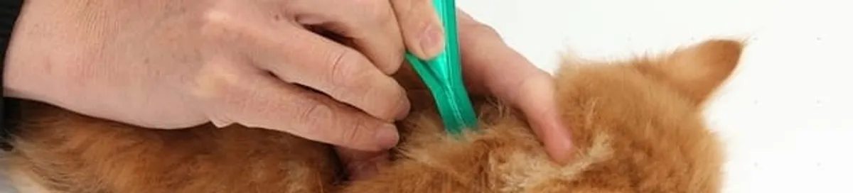 Flea treatment for pets using a flea comb, a sign of flea problems in Mesa, AZ