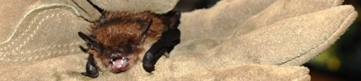 Bat removal specialist holding a bat safely during humane exclusion in Mesa, AZ