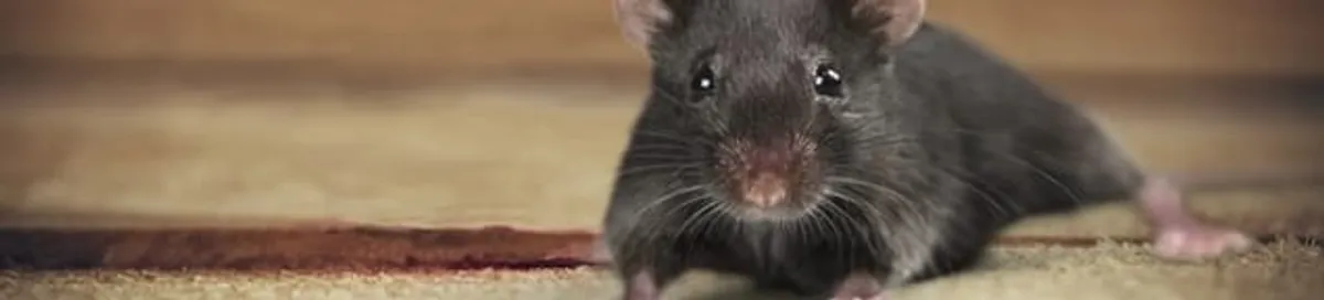 Mouse indoors, a common sign of a rodent infestation in Mesa, AZ