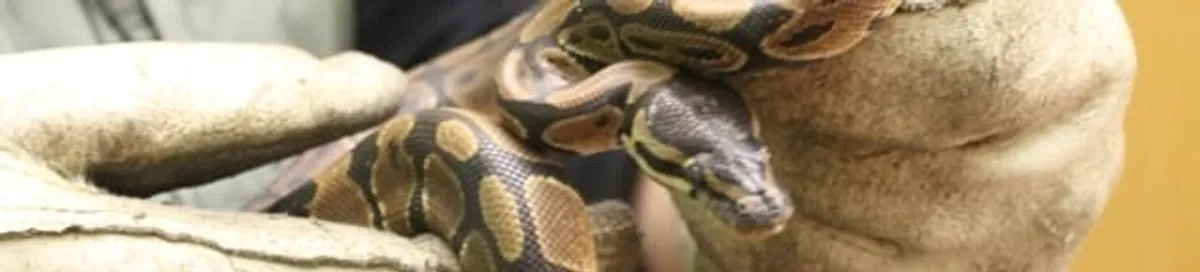 Snake removal specialist safely handling a snake with protective gloves in Mesa, AZ