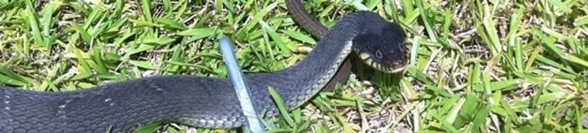 Snake in a yard, a common sign of a snake problem near a home in Mesa, AZ