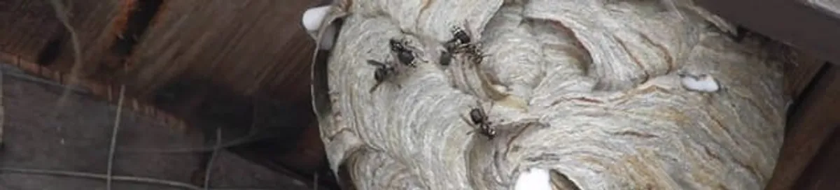 Close-up of a wasp nest with active wasps, a sign of an infestation in Mesa, AZ